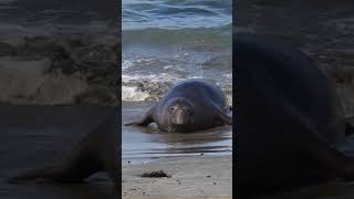 Elephant Seal Struggles to Get to Shore [upl. by Peugia709]