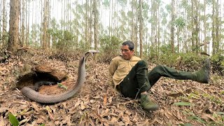 The terrifying moments of a man confronting a group of ferocious king cobras in the forest [upl. by Farra146]