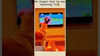 Dog watching TV 😂cat pets animalfacts dog doglover animals [upl. by Ryan831]