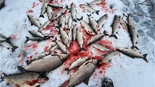 TullibeeWhite Fish Fishing at Leech Lake [upl. by Lopez]