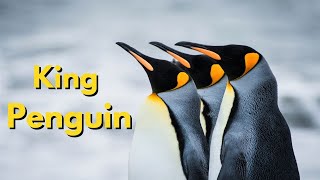 What Makes KING PENGUINS So Unique [upl. by Ahsienyt]