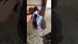 NO I DID NOT PULL HER FORELOCK HARD👺 horse ilovemyhorse bopit equestrian [upl. by Jun]