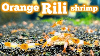 Beautiful Orange Rili Neocaridina Shrimp [upl. by Nysilla]