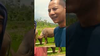 Bajak Sawah Tradisional dengan Kerbau desasementemanggung petanitemanggung [upl. by Bunow]