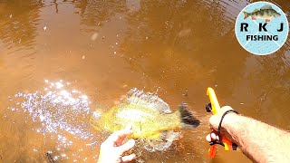 Lure fishing for Yellowbelly and Murray Cod [upl. by Eigram]