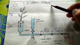 Test of ganong potometer simple explanation PLEASE SUBSCRIBE [upl. by Assylem28]