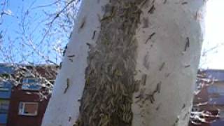 Tent Caterpillar Invasion in Sweden [upl. by Sly958]