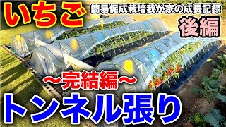 イチゴを育てる為のトンネル作り後編！！ビニール張り。〜イチゴの簡易促成栽培、我が家の成長記録動画シリーズ〜 [upl. by Ayo839]