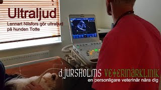 Ultraljudsvlogg 1  hunden Totte ultraljudar hjärtat  Djursholms Veterinärklinik [upl. by Enirbas]