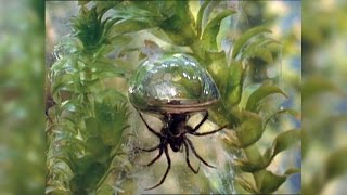 Diving Bell Spider Thumbs Spider Nose at Rules Lives Underwater [upl. by Bradwell]