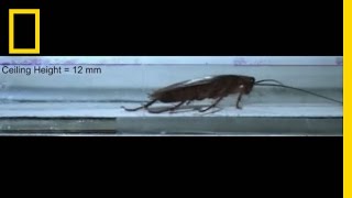 Watch Cockroaches Survive Squeezing Smashing and More  National Geographic [upl. by Orling]