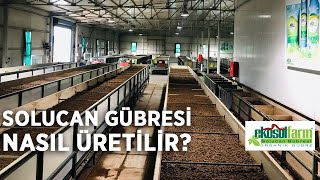 SOLUCAN GÜBRESİ NASIL ÜRETİLİYOR EkosolFarm Solucan Gübresi [upl. by Alysa499]