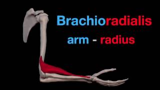 Arm Muscles 19 Brachioradialis [upl. by Nide]