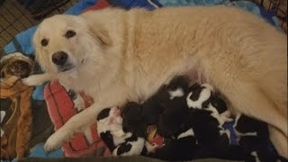 Dog That Lost Babies In Fire Gets 8 Orphaned Puppies To Care For [upl. by Stephannie734]