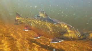 Dry Fly Fishing for Cruising Brook Trout  Labrador [upl. by Glantz79]