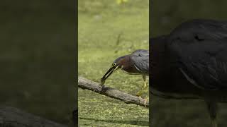 Green Heron Catches a Fish birds nikonwildlife greenheron shorts [upl. by Cyndi22]