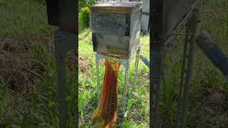 Capturing a Swarm of Japanese Honeybees [upl. by Hogle]