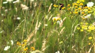 Vroege Vogels  Parende Sint Jansvlinders worden lastig gevallen [upl. by Nies]