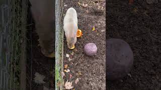 Listen to those adorable noises Piglet loves his pumpkins pig pumpkin farming fall animals [upl. by Dloraj593]