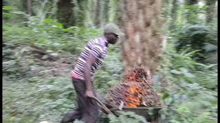 PALM OIL HARVETING AND GROWING IN UGANDA KALANGALA [upl. by Jentoft183]