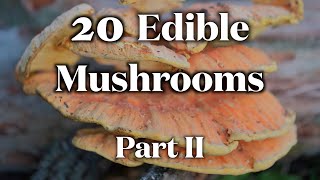 20 Edible Mushrooms I Can Identify Without Mistake Part II [upl. by Liagibba]