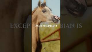 STOP OVER BREEDING stophorseabuse stopoverbreeding horse sad blowthisupplease spreadawareness [upl. by Ellsworth]