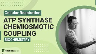 ATP Synthase Chemiosmotic Coupling [upl. by Delorenzo]