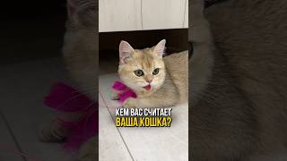 Кем вас считает ваша кошка 🐱 [upl. by Deanne463]