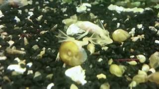 Xenopus laevis albino young adult frogs 10 weeks video 8 HD [upl. by Aynotal]