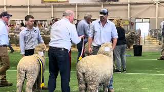 Sydney Royal Easter Show 2024 Day 6 Sheep Pavilion 🐑 Award to the best ultra fine merino ewe [upl. by Selma93]