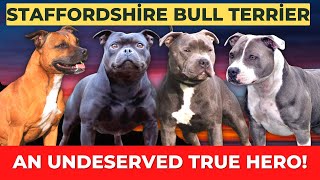 Staffordshire Bull Terrier Breed Overview Facts amp Care [upl. by Charmain190]