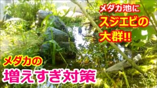 メダカの増えすぎ対策！ メダカ池にスジエビの大群を入れる！ メダカとクサガメが自由に暮らすビオトープ 13 [upl. by Oiled]