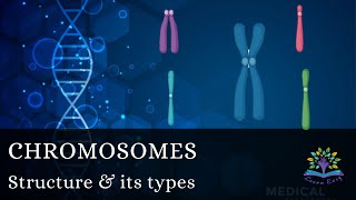 Chromosome structure Telocentric Acrocentric  Metacentric  Submetacentric  Haploid  Diploid [upl. by Engapmahc]