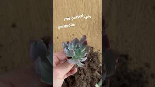 Echeveria Succulent potting🪴shorts plants succulent potting plantcare viralshorts subscribe [upl. by Frans135]