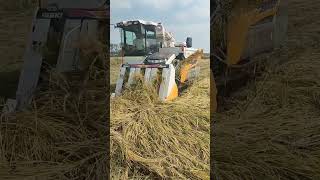 Paddy croping machine agriculture farming shortvideo farmer [upl. by Airalednac757]