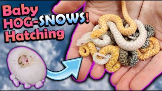 Baby SNOW Hognose Snakes Hatching [upl. by Alisander436]