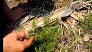 Pepperweed Lepidium Virginicumavi [upl. by Lenny839]