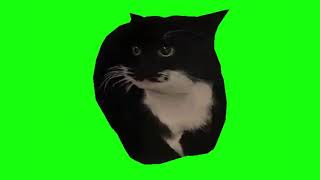 Spinning Cat  Dingus the Cat  Green Screen [upl. by Annaiel685]