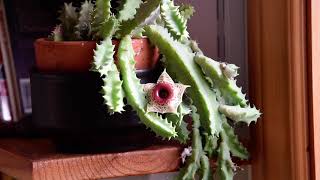 Huernia zebrina in bloom January 2024 [upl. by Lilli]