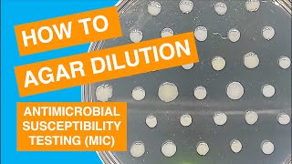 MIC By Agar Dilution Method  Antibiotic sensitivity Test By Agar Dilution Method [upl. by Debi]