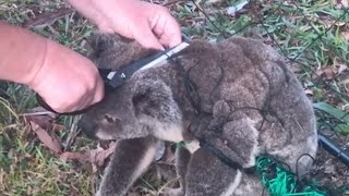 Woman Cuts Koala Free From Fence – His Reaction Is So Heartwarming [upl. by Lenuahs]