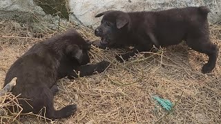 Two Puppies Fight Over for Food [upl. by Eisse443]