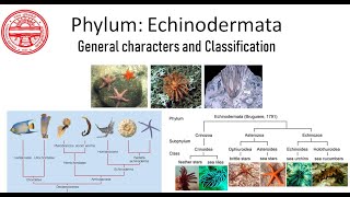 Phylum Echinodermata General characters and Classification [upl. by Denna]