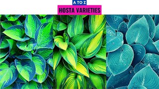 Hosta Varieties A to Z [upl. by Zednanreh]