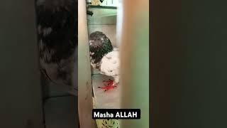 pigeon allbirds allbirds birds kabutar allbirdslover allbirds kabootar [upl. by Asiram]