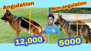 Angulation german shepherd price and difference [upl. by Darrel]