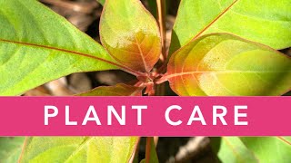 FIREBUSH PLANT CARE  Florida Native Plants [upl. by Annah640]