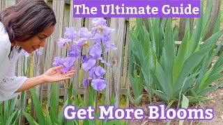 7 Reasons Why Your IRIS is NOT Blooming gardening [upl. by Laughton]