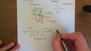 Introduction to Chemokines Part 1 [upl. by Leong]