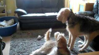 Rocky the Otterhound Otterhounds got Talent [upl. by Acemahs]